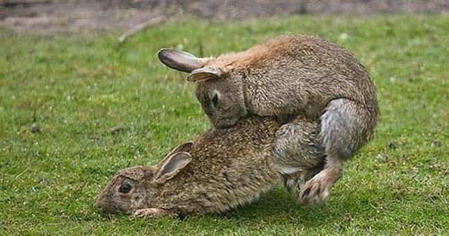 Lotus anuncia la marcha de Kimi con... dos conejos en pleno acto sexual