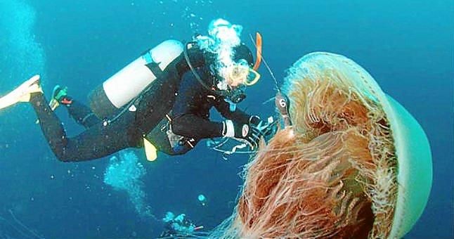 (VÍDEO) Descubren a una medusa gigante