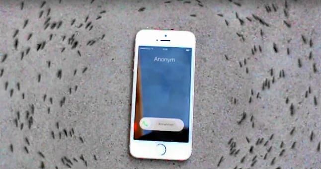 (Vídeo) ¿Por qué giran las hormigas alrededor de este iPhone?