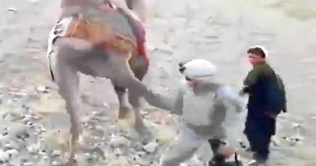(Vídeo) Camello se enfrenta a soldado