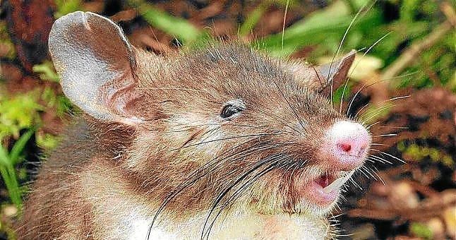 Descubren una nueva especie de rata con nariz de cerdo