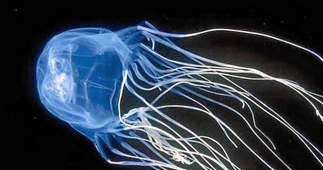 El solo roce de la avispa de mar puede matarte