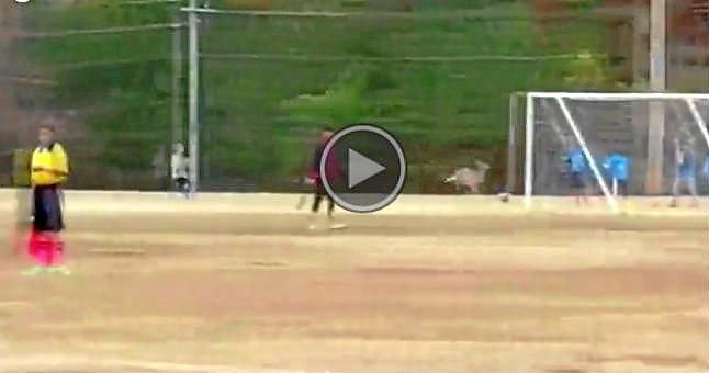(Vídeo) El ciervo goleador