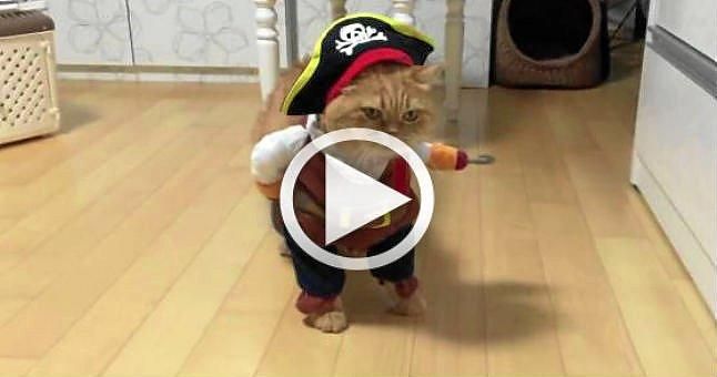 (Vídeo) Este gato ya está preparado para Halloween