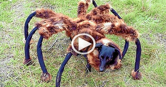 (Vídeo) El regreso del perro-araña mutante