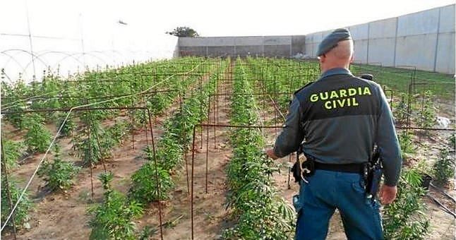 Tres detenidos con 1.285 plantas de marihuana en invernaderos de Utrera y Los Palacios
