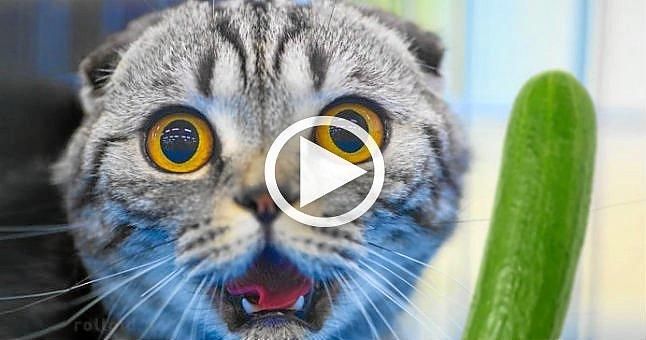 (VÍDEO) El nuevo enemigo de los gatos