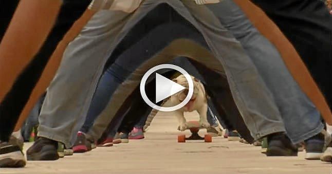 (Vídeo) El perro skater