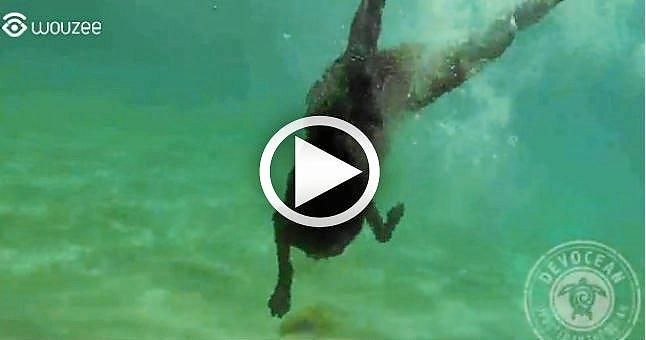 (VIDEO) El perro pescador