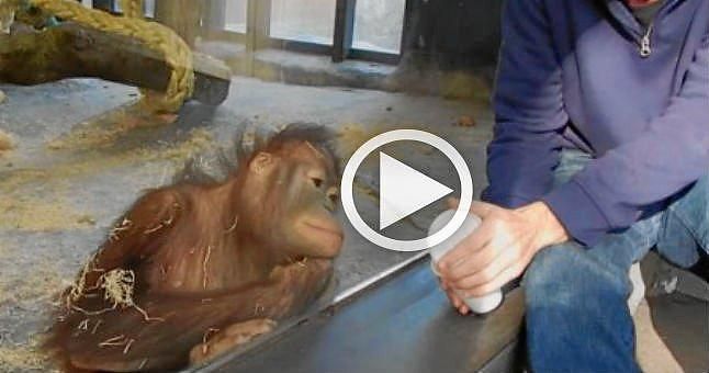 (VÍDEO) El orangután que ríe a carcajadas con un truco de magia