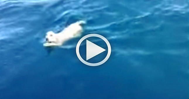 (VIDEO) El emocionante rescate de un cachorro en el mar