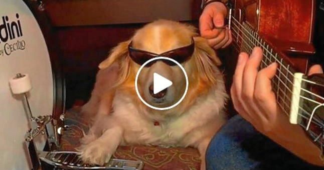 (VÍDEO) El perro que da compás a la guitarra de su dueño