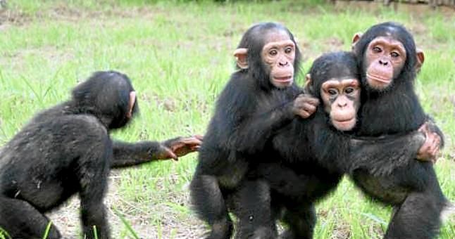 La amistad entre los chimpancés también se basa en la confianza