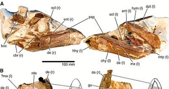Se han hallado restos de un pez con superboca de hace 92 millones de años