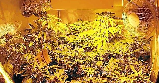 Incautadas más de 400 plantas de marihuana en La Rinconada y detenidas tres personas
