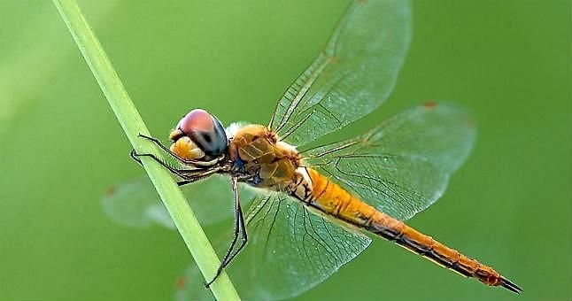 La libélula es el animal volador que recorre distancias más largas
