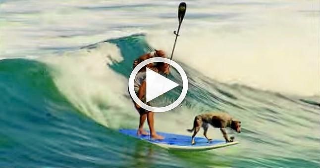 (VIDEO) El mejor amigo del hombre también puede surfear