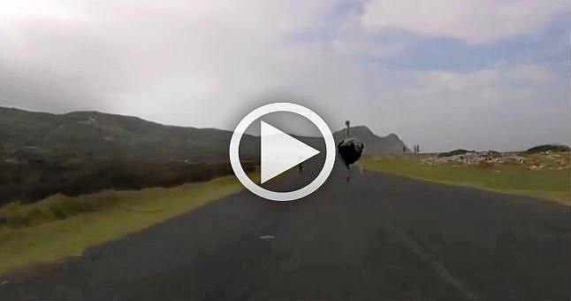 (VIDEO) Un avestruz se une a un entrenamiento ciclista