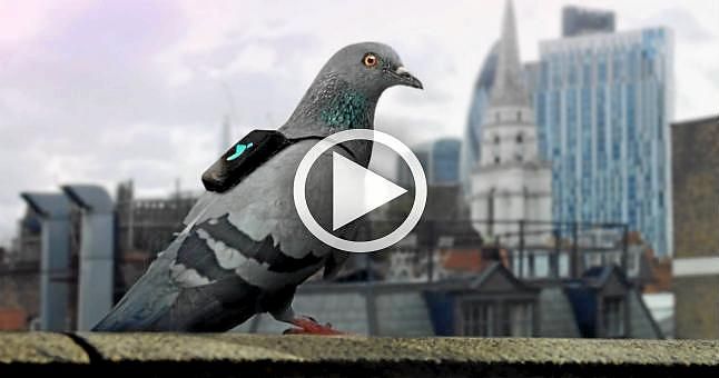 Pigeon Air Patrol, las palomas que miden la calidad del aire