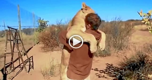 (Vídeo) El emotivo abrazo de un león con su cuidador