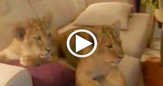 Un vídeo de dos cachorros de león viendo 'El Rey León' se vuelve viral