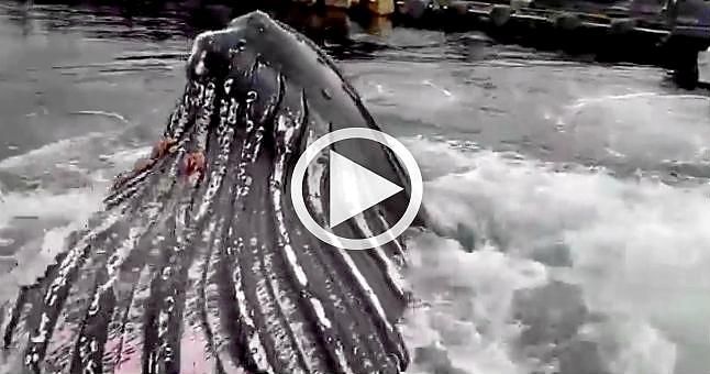 Una ballena jorobada sorprende en un muelle