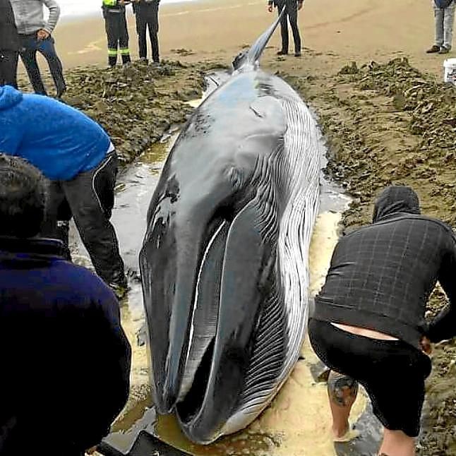 Una cría de ballena, varada en Huelva