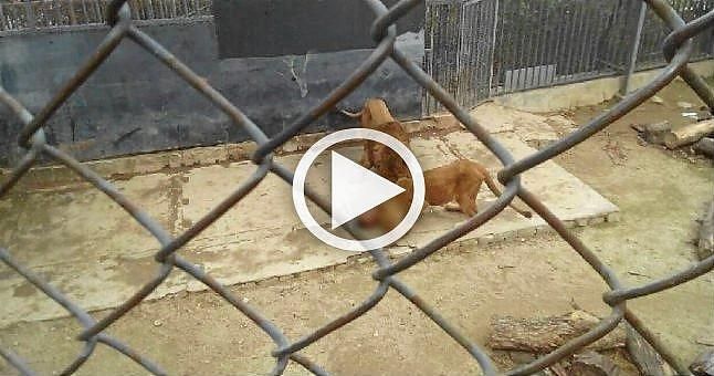 Un chico se intenta suicidar en un zoo lanzándose a la jaula de los leones