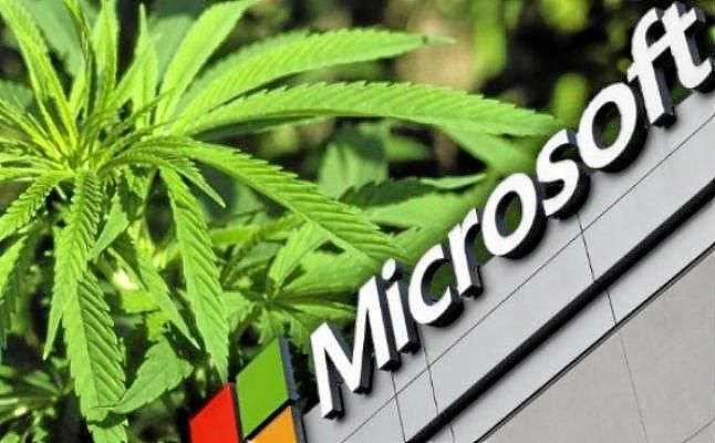 Microsoft entra en el negocio de la marihuana recreativa