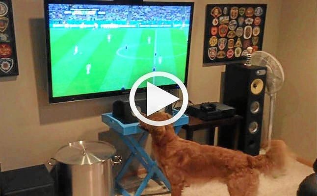 El perro futbolero, viral en las redes
