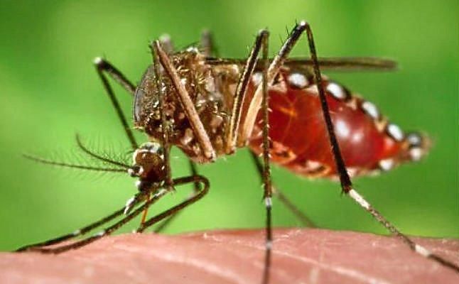 El COE firma un acuerdo con una marca de antimosquitos para proteger a los deportistas españoles del Zika