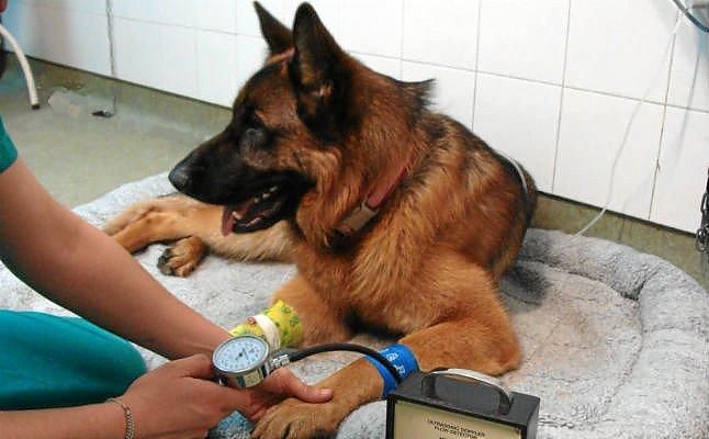 Tu perro ya puede donar sangre