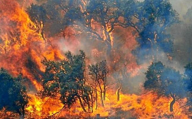 Un total de 18.851 hectáreas han ardido en España en agosto, más de la mitad de todo lo quemado en 2016