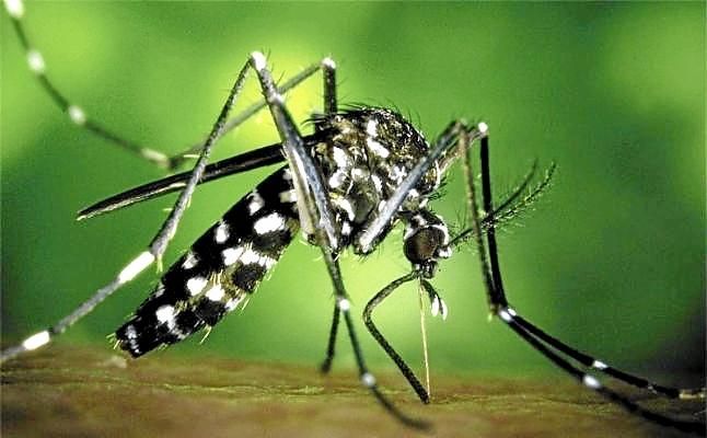 El mosquito tigre se expande por la costa mediterránea española