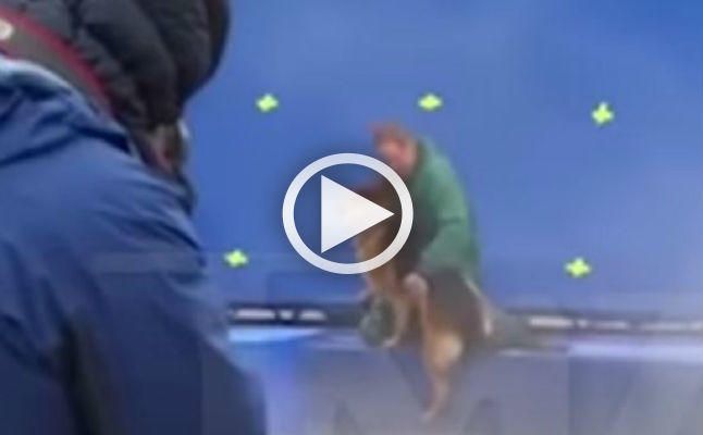 Denuncian a la película 'A dog's purpose' por maltrato animal