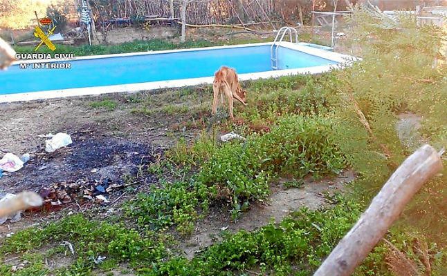 La Guardia Civil recupera 5 galgos en estado crítico de desnutrición y abandono en una finca de Morón