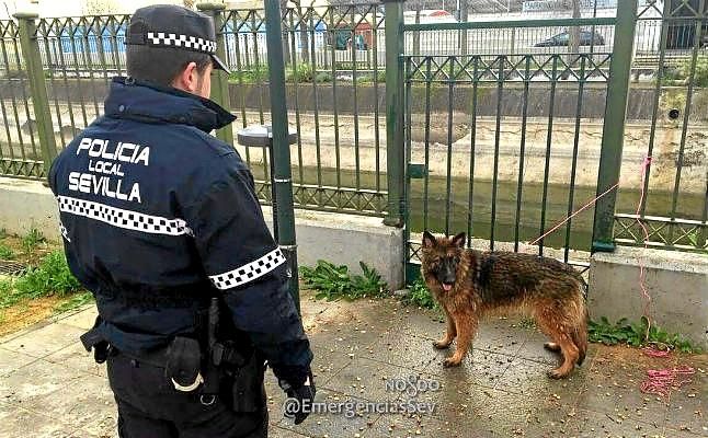 Policía Local y vecinos de Torreblanca rescatan a un perro tras caerse a un canal