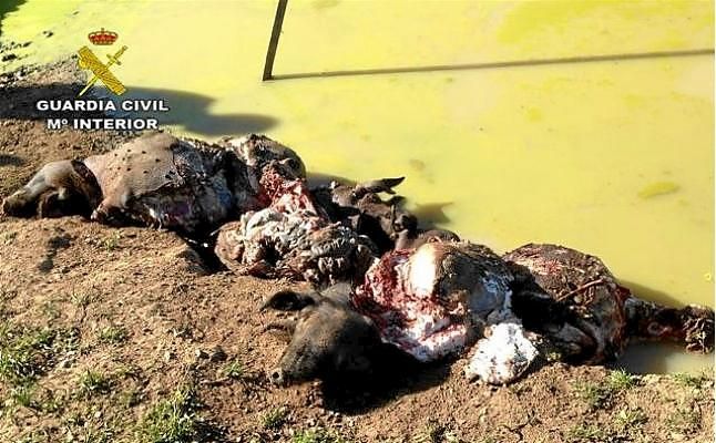 Cuatro personas investigadas en Sevilla por hurtar y matar a cerdos con una maza