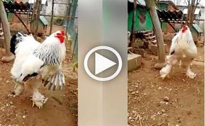 El increíble gallo gigante que ya han visto más 100 millones de personas
