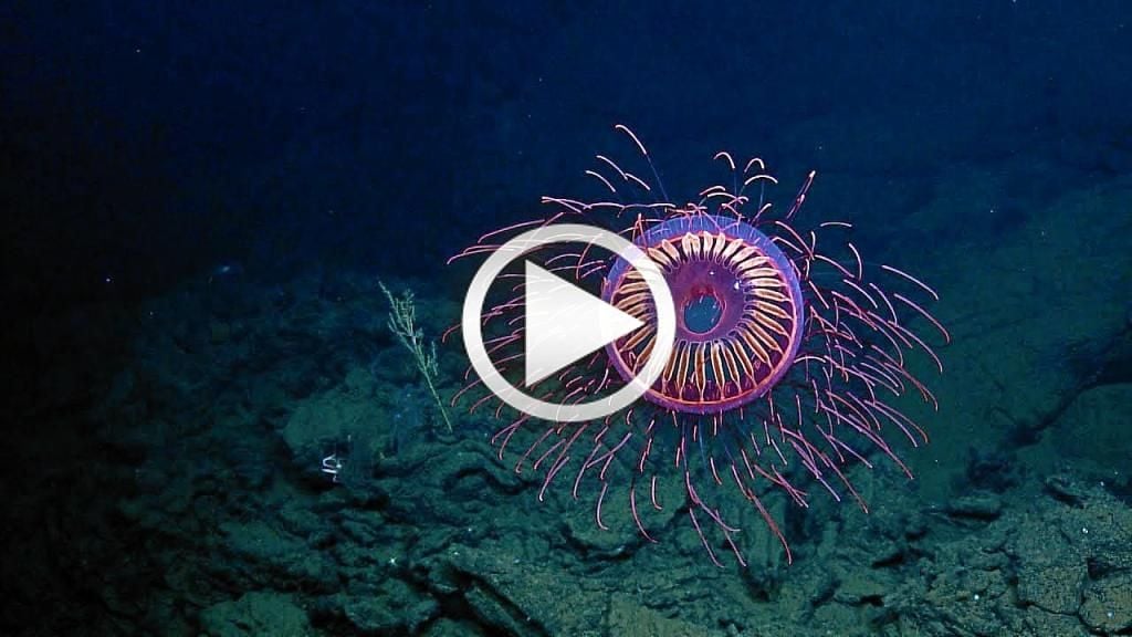 La medusa que crea 'fuegos artificiales' en el océano