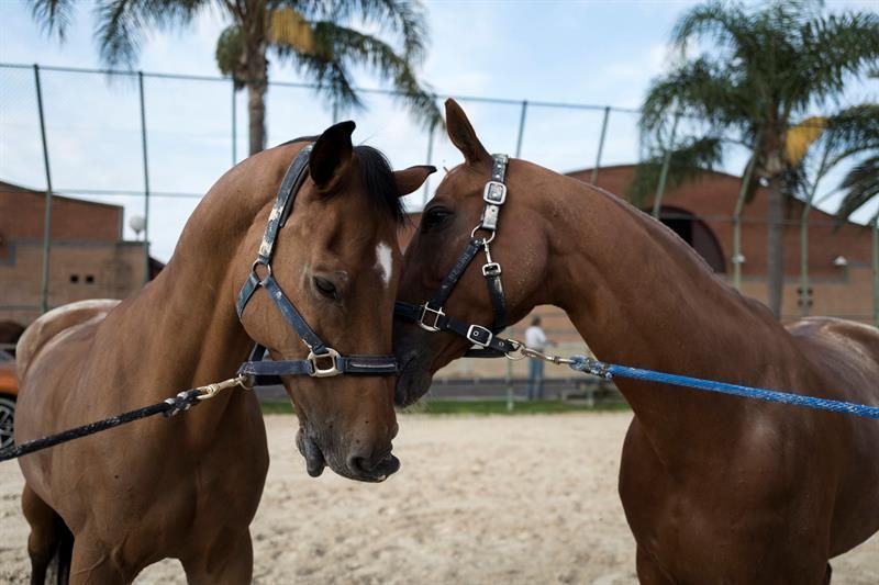 Barcelona será por sexto año consecutivo epicentro mundial de la hípica