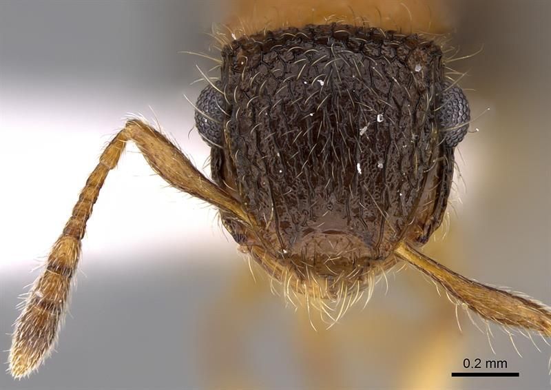 Una hormiga árabe, fuerte y peluda llamada Mo Salah