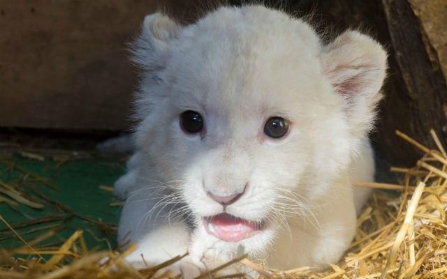 Nace en Sevilla el primer cachorro blanco de león de España