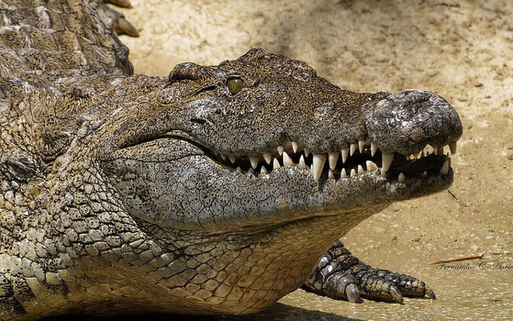 Un cocodrilo del Nilo siembra el pánico en el río Duero