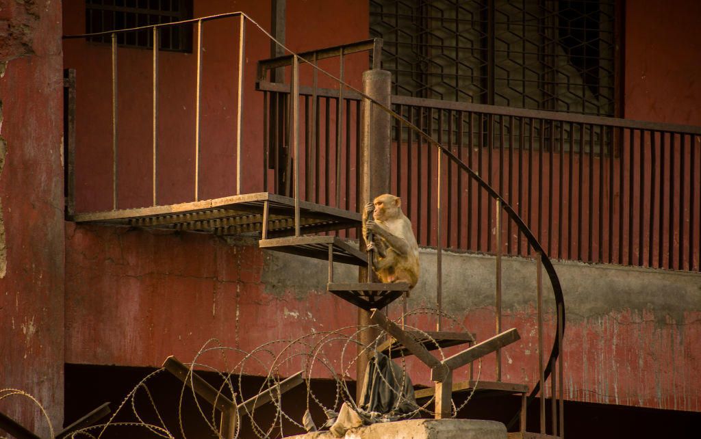 Un mono alcohólico mata a una persona y deja 250 heridos
