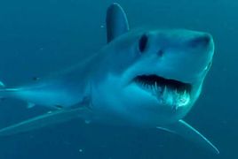 Un tiburón obliga a evacuar la playa la Zahara de los Atunes