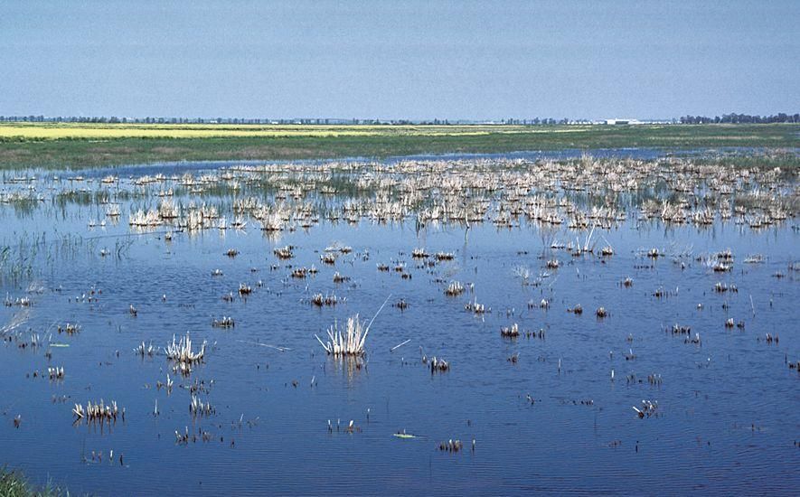 La Junta confirma que la Fiebre del Nilo causó las meningoencefalitis