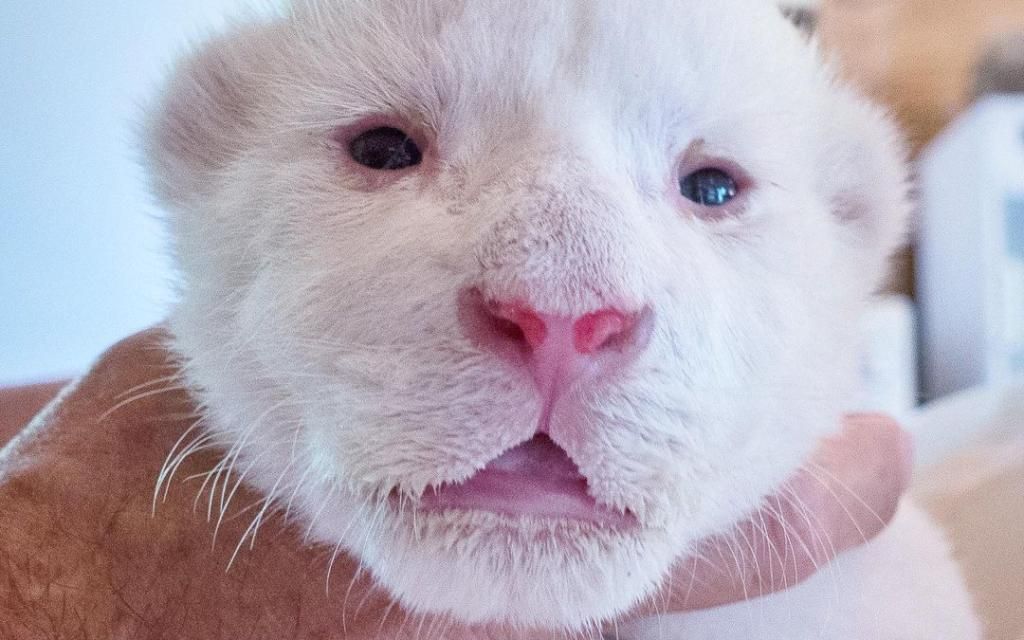 Sevilla presume de contar con el primer cachorro de león blanco