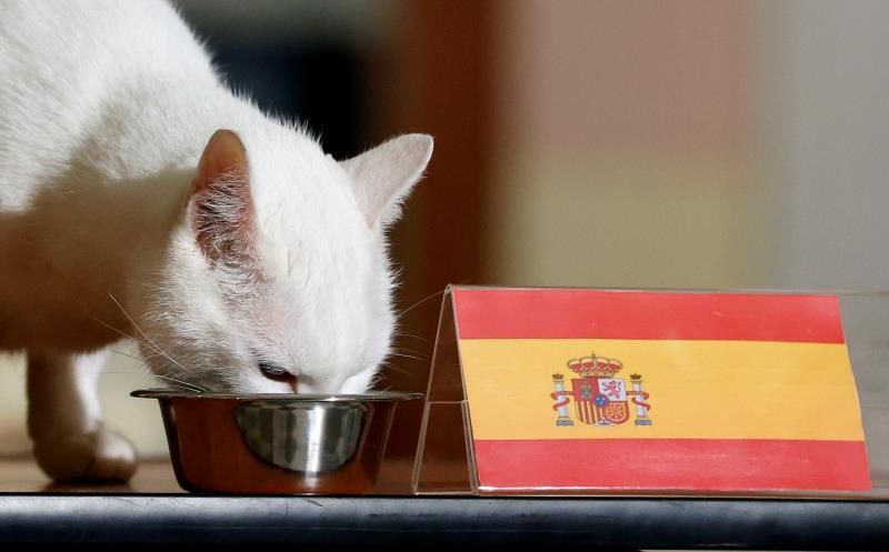 El gato ruso Aquiles pronostica la victoria de España sobre Suiza