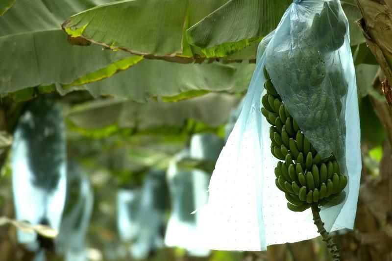 Los agricultores de Canarias donan 80 toneladas de plátano a los bancos de alimentos